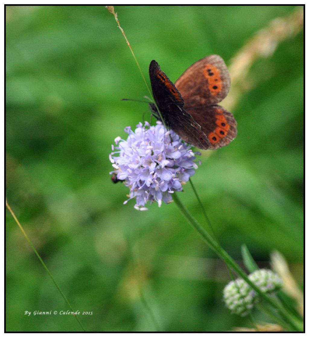 Erebia ligea ? S